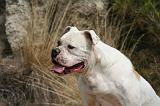 BOULEDOGUE AMERICAIN 415